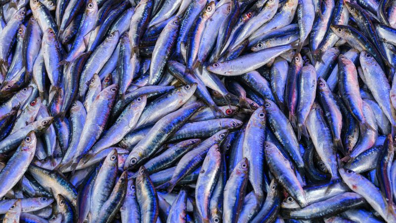 Psst! Penting Cari Tahu Penyebab Vagina Bau Seperti ‘Ikan Asin’ di Sini!