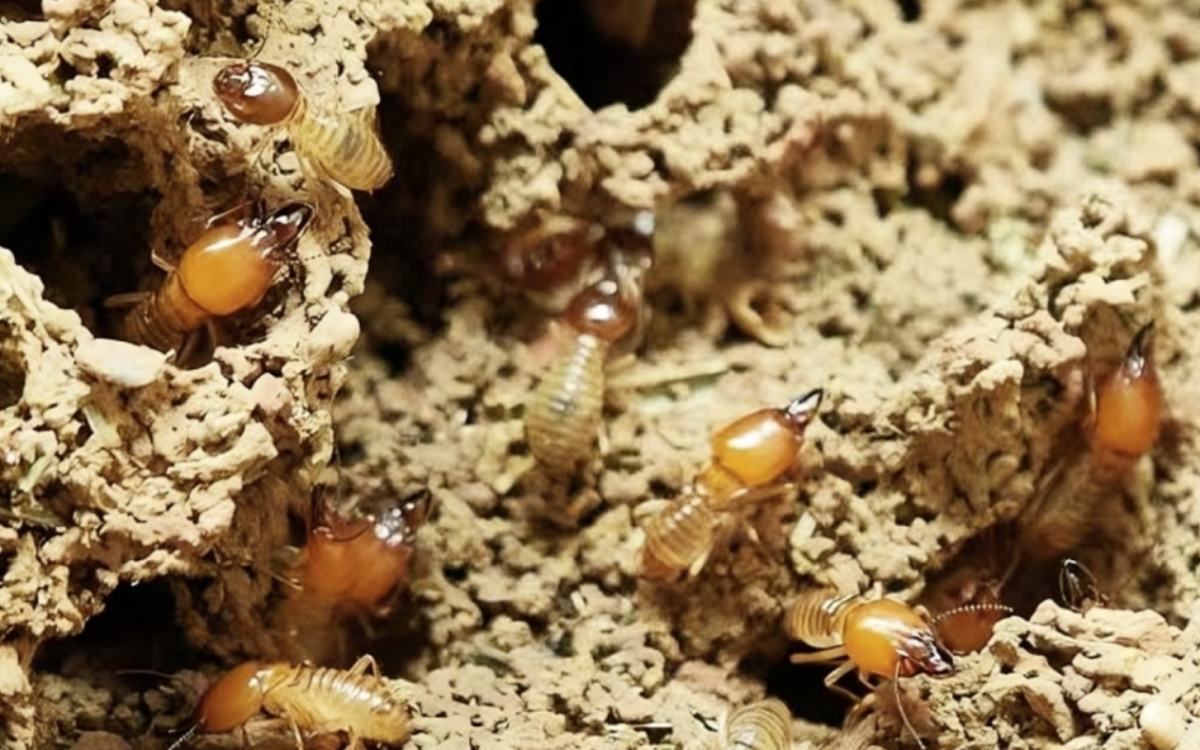 Solusi Efektif Lindungi Rumah dari Kerusakan Serius