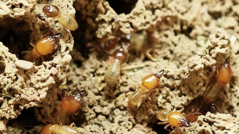 Anti Rayap Bandung: Solusi Efektif Lindungi Rumah dari Kerusakan Serius